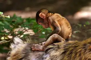 水瓶座猴男的独特魅力与个性解析，水瓶座猴男