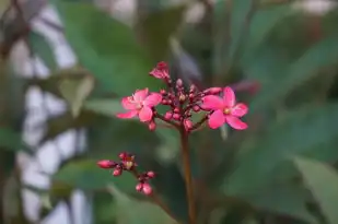 白羊座女生，热情如火，勇敢无畏，白羊座的女生的特点