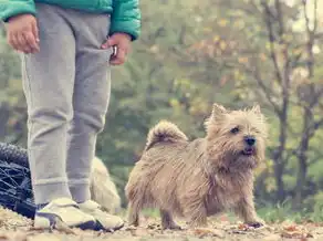 周公解梦中的做爱之谜，古代智慧与性观念的碰撞，周公解梦 做爱