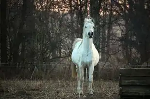 属狗今年运势详解，运势起伏，机遇与挑战并存，属狗今年运势怎么样