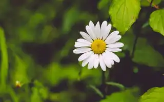 居家五行，古老智慧与现代生活的完美结合，居家五行