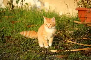 梦境中的猫皮肤，神秘与启示，梦见猫皮肤