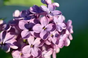 6月出生的双子座女性，多元化的性格特质与人生追求，6月出生的双子座女