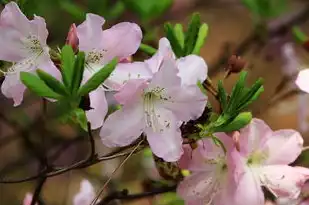 天平座9月份运势，平衡之美，收获满满的一年新篇，天平座9月份运势