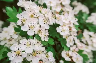 双子座今日运势，星座屋为你揭秘，今日运势如何？双子座今日运势~星座屋