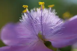 被水瓶座包围的一生，揭秘水瓶座独特的魅力与影响，被水瓶座包围的一生