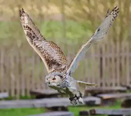 周公解梦与鸵鸟之梦，探寻梦境中的奥秘，周公解梦鴕鳥