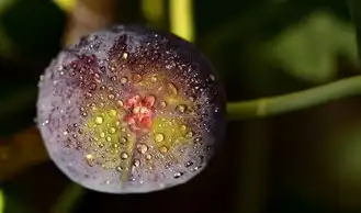 梦回扁桃，一场关于爱与记忆的奇幻之旅，梦见扁桃