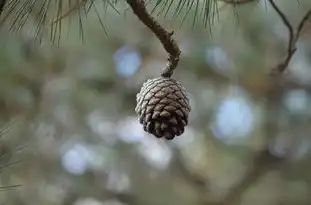 属鼠的水瓶座男生性格特点探析，属鼠的水瓶座男生性格特点