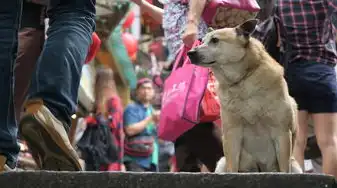 2016年狗运势运程，跨越天灾人祸，福禄寿喜财全攻略，2016年狗运势运程