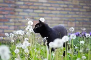 黑猫运势，揭秘神秘黑猫带来的好运与启示，黑猫运势