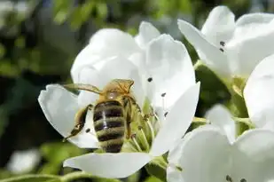 蜜蜡五行属性揭秘，古老宝石的现代解读，蜜蜡属于什么五行属性