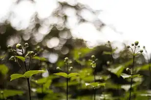 五行相生相克，柏树在自然界的神奇力量，柏 五行