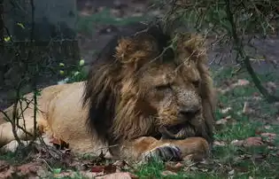 狮子座的男生，热情如火，魅力四射的性格解析，狮子座的男生什么性格特点呢