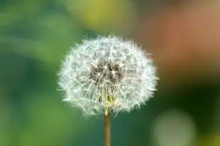 属龙的天秤座男生性格特点，属龙的天秤座男生性格特点