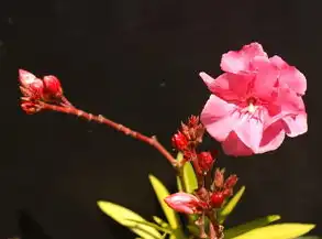 处女座今日运势查询，水墨先生为你揭秘神秘运势！，处女座今日运势查询水墨先生