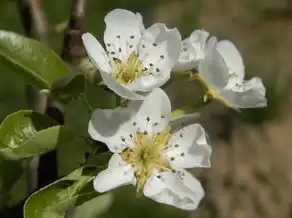 孕妇梦见桃花盛开，寓意与解读，孕妇梦见桃花盛开