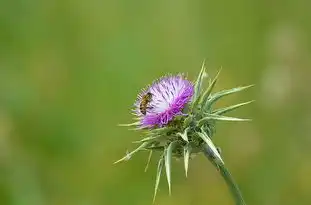 属虎巨蟹座的性格特点，力量与情感的完美结合，属虎巨蟹座性格