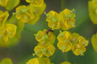 庖之五行，探寻古老智慧的奥秘，庖的五行