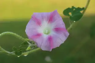 巨蟹座性格魅力，温柔细腻，人见人爱，花见花开的守护者，巨蟹座性格好