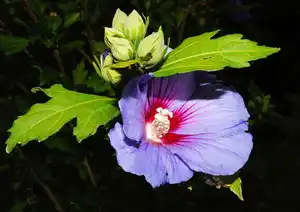 梦见花开花落，生命的温柔启示，梦见花开花