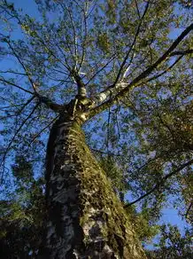 草屋梦语，一场心灵的归途，梦见自己住草房子