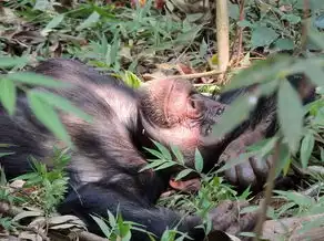 梦见黑猩猩，深度探索梦境中的神秘符号，梦见黑猩猩