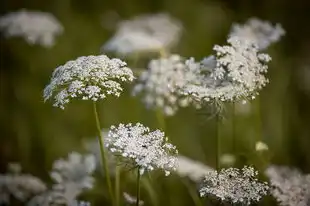 秧的五行，探索生命之树的生长奥秘，秧的五行