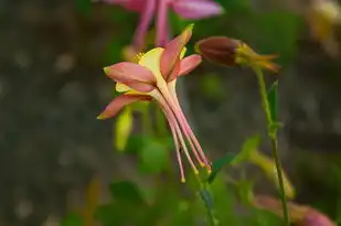 摩羯座容易栽在这三个星座身上，揭秘神秘吸引力背后的原因，摩羯座容易栽在这三个星座身上