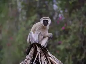 双子座猴男生性格特点，机智灵动，多变多趣，双子座猴男生性格特点