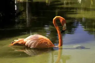 孕妇梦见狐狸，神秘梦境的深层次解读，孕妇梦见狐狸什么意思