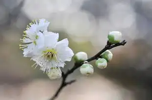 天秤座始于心动，陷于温柔——揭秘天秤座的浪漫情怀，天秤座始于心动陷于温柔