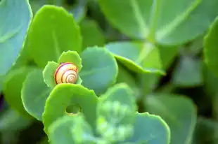 怀孕期间梦见自己掉牙，揭秘梦境背后的寓意与应对方法，怀孕梦见自己掉牙