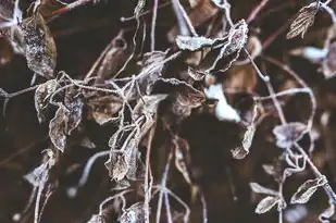 白羊，神秘火元素的化身与生命力的象征，白羊是属什么火的