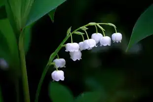 梦境中的冲突与和解——一场关于梦见打架的解析，梦见垃架