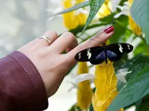 巨蟹座上升处女座女生，独特魅力与生活艺术，巨蟹座上升处女座女生特点