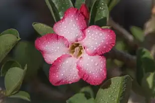 巨蟹座今日运势，今日财运全方位解析，好运连连！，巨蟹座今日运势今日财运