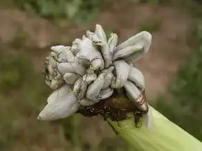 梦境中的丰收预兆，借玉米的神秘寓意解析，梦见借玉米