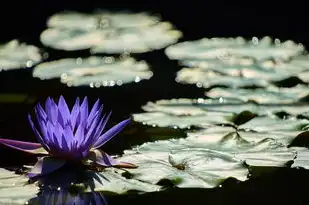 水瓶座男生性格揭秘，2月5号水瓶座的独特魅力，2月5号水瓶座男的性格特点