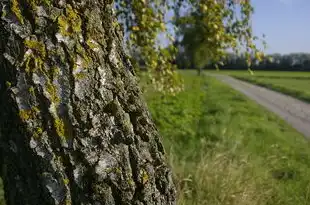 梦见一池荷叶，诗意与禅意的交织，梦见一池荷叶