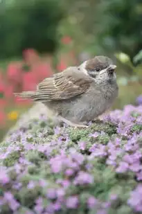 梦见吃花红，一场梦境中的色彩盛宴，梦见吃花红