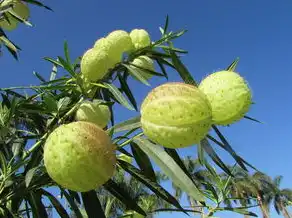 梦见吃花红，一场梦境中的色彩盛宴，梦见吃花红