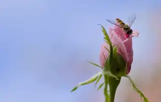 白羊座女生喜欢你的表现，如何读懂她的温柔与热情，白羊座女生喜欢你的表现