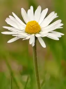 桃花冲运势，探秘自然密码，开启好运连连的人生篇章，桃花冲运势