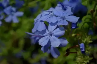 水瓶座女生的独特魅力，智慧与独立的完美融合，水瓶座女生