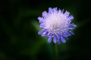 狮子座男生与双鱼座女生，星座之间的爱情交响曲，狮子座男生和双鱼座女生