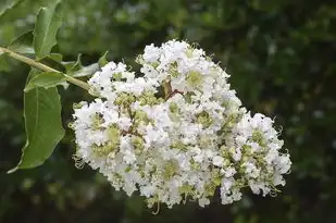 紫薇运势，揭秘紫薇星君的神秘力量，助你把握运势高峰，紫薇 运势