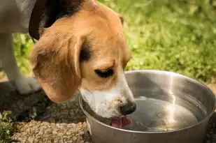 水狗五行缺，探寻命运密码中的生活智慧，水狗五行缺