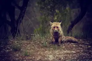 狐狸的五行，探寻自然与智慧的交融，狐狸的五行