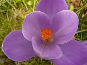 梦境中的花裙子，探寻花裙子的神秘寓意，梦见花裙子